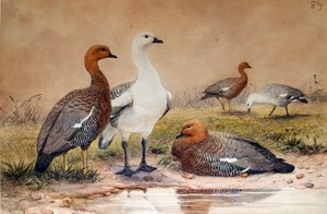 アップランドグース（Bernicla magellanica）、1852-54 作： Joseph Wolf